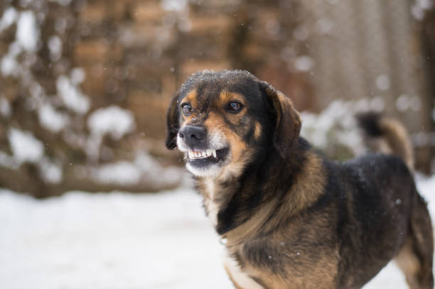 There was a survey done recently where 1000 delivery drivers were surveyed. 94% reported they have been bitten by dogs during their career. 

Many dogs feel threatened by delivery drivers. Even the sweetest dogs can be triggered. Please be vigilant and keep control of your pets.