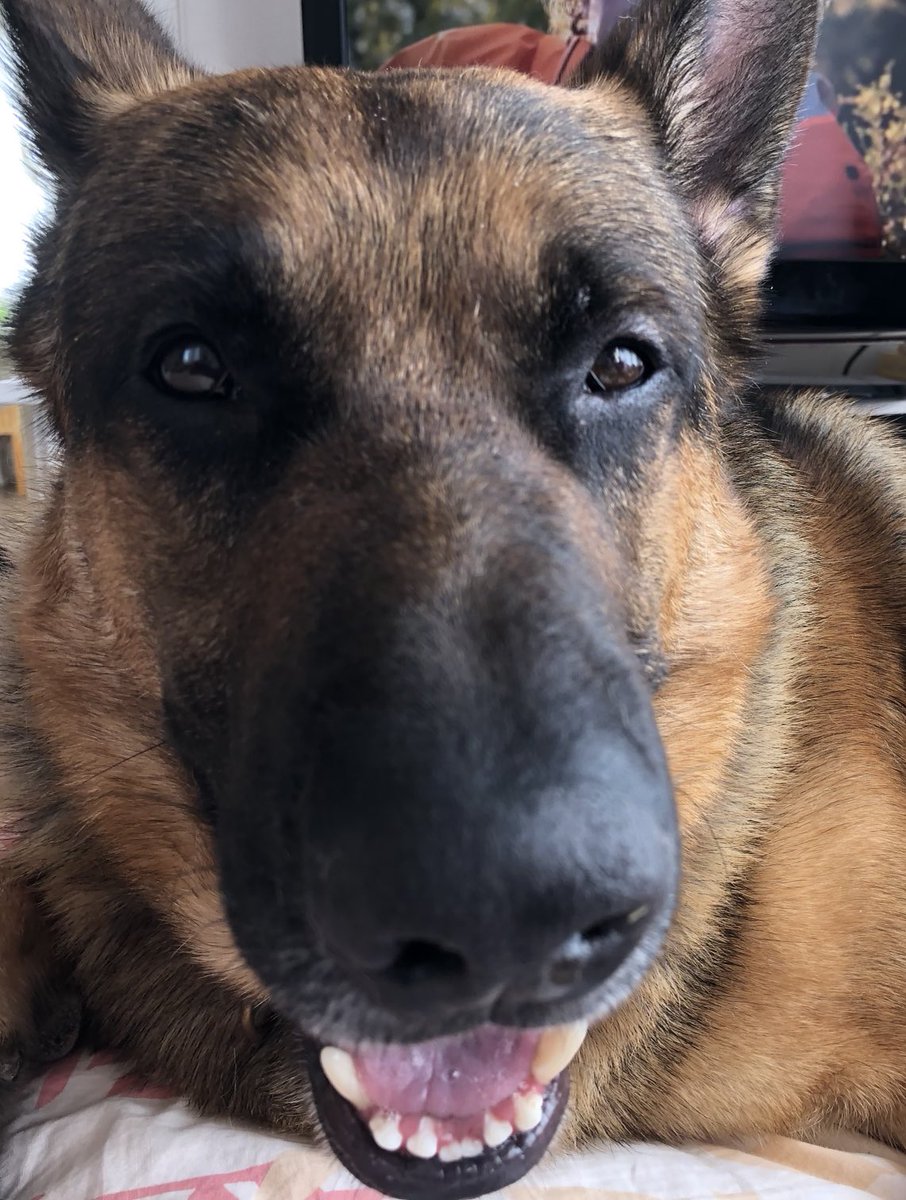 Ihmisten paimentaminen on palkitsevaa työtä. Tänään se palkka napsahti camembertin muodossa suoraan tassun juureen, kun emäntä jonglöörasi jääkaapilla. 💯p. + 🦜👌