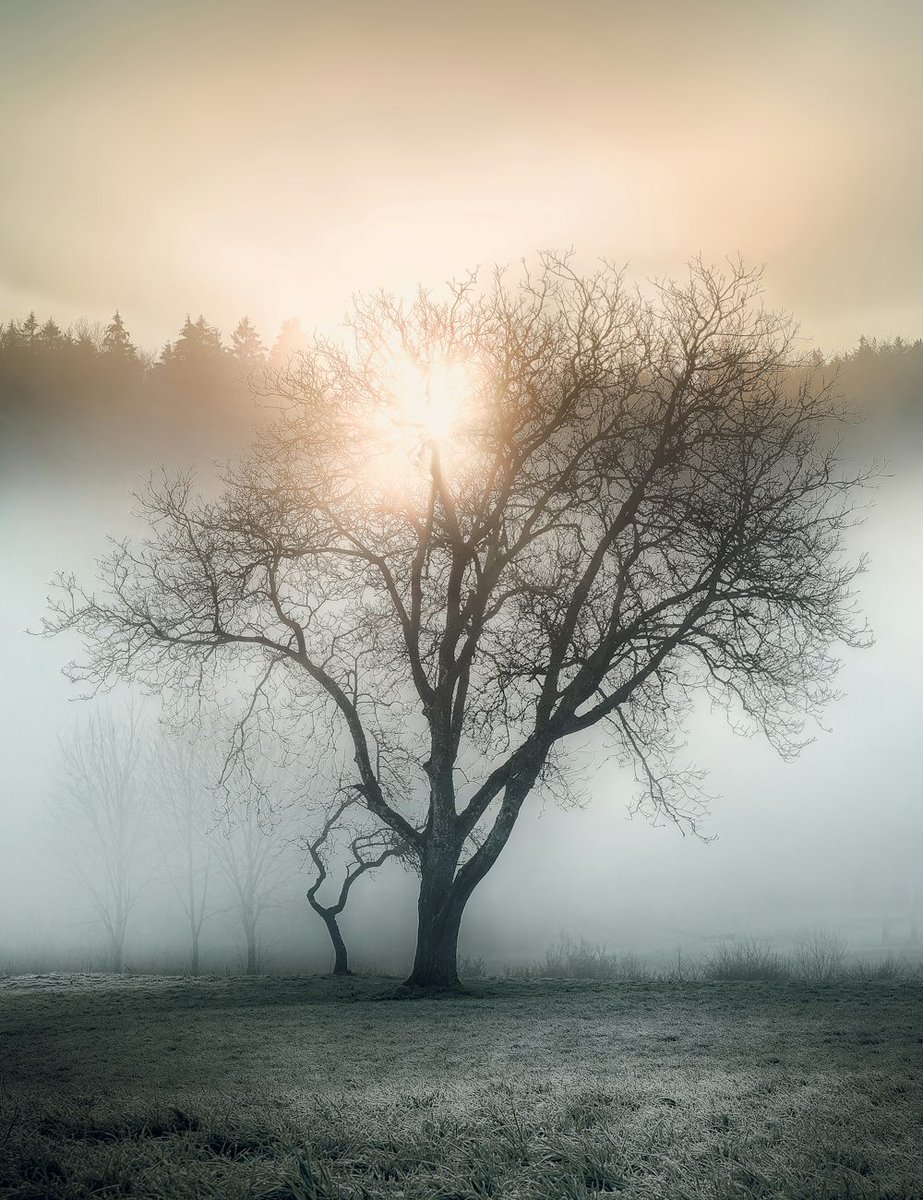 SOLOROVACHI's tweet photo. "Even in the heart of the mist, nature finds its light. With SOLORO, let’s illuminate a new financial horizon, in harmony with our planet. 🌿✨
#SOLORO
#SustainableChange" https://t.co/vk0CrqYAxI