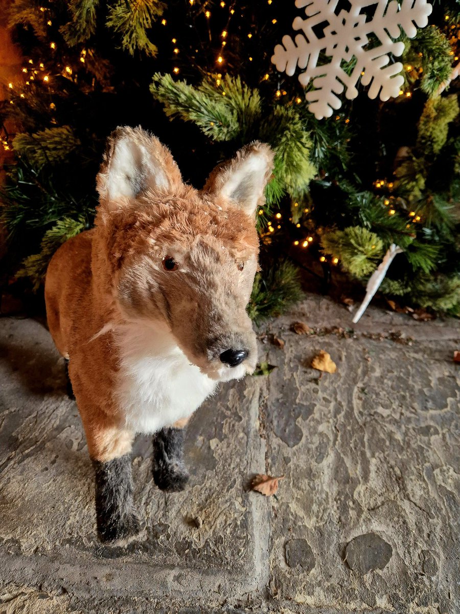 LZellas's tweet photo. Welcoming all to Crabwall Manor -
#AlphabetChallenge
#WeekXforXmas
#fridayfox https://t.co/YmWm2LDA6u
