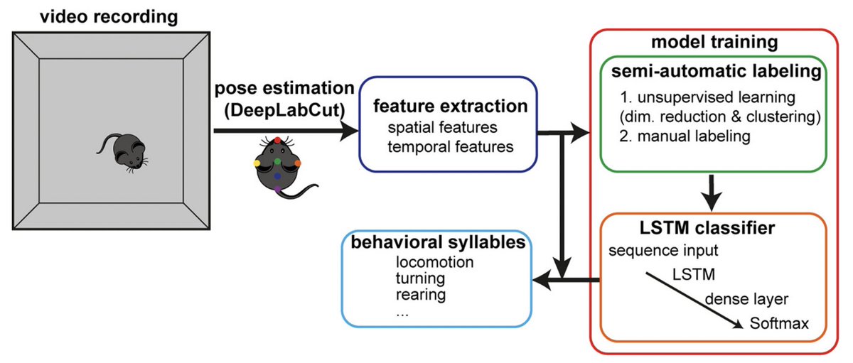 SaLSa is a #MATLAB package for classifying animal behavior. It combines semi-automatic labeling with LSTM neural networks to analyze pose data and identify behavioral syllables. Read about SaLSa in this week's post on OpenBehavior:

edspace.american.edu/openbehavior/p…

<a href="/shuzo_skt/">Shuzo Sakata</a>