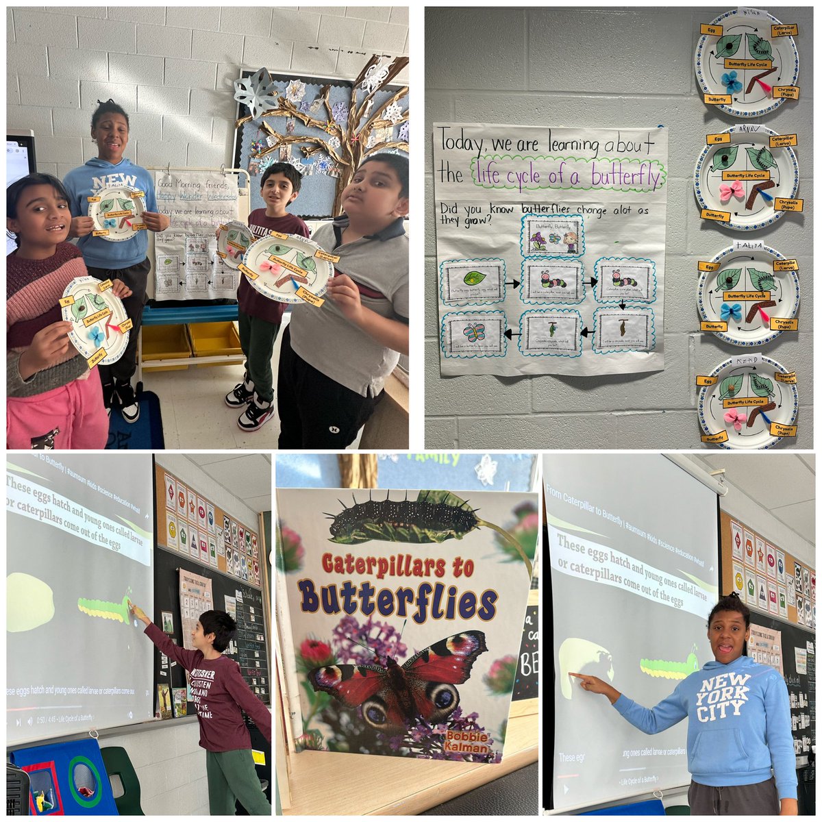 Mrs.Joshi (@mrsjoshi_) on Twitter photo We brought the butterfly lifecycle to life during our science inquiry from this week! From crafting eggs to creating vibrant butterflies, we explored all the stages of this magical transformation. Check out our creations! 🐛➡️🦋 <a href="/RedWillowPS/">Red Willow PS</a> <a href="/ZohrinM/">Zohrin Mawji</a> <a href="/jrleduc22/">Jade Robinson-Leduc, (she/they)</a> <a href="/PeelSchools/">Peel District School Board</a> We brought the butterfly lifecycle to life during our science inquiry from this week! From crafting eggs to creating vibrant butterflies, we explored all the stages of this magical transformation. Check out our creations! 🐛➡️🦋 <a href="/RedWillowPS/">Red Willow PS</a> <a href="/ZohrinM/">Zohrin Mawji</a> <a href="/jrleduc22/">Jade Robinson-Leduc, (she/they)</a> <a href="/PeelSchools/">Peel District School Board</a>