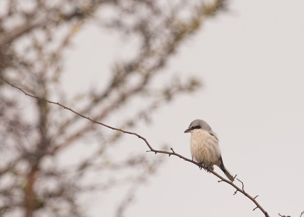 Joe Fryer (@joebirding) on Twitter photo Great grey shrike late afternoon and poor light as the sun set found by <a href="/V_R_BirdSpot/">VAL NORMINGTON</a> and <a href="/RobNormington55/">Rob Normington</a> On dallowgill moor, nidderdale
Absolutely amazing to watch so close to home and work thankfully.
<a href="/nybirdnews/">NorthYorksBirdNews</a> <a href="/HarrogateNats/">Harrogate District Naturalists’ Society</a> @smrbirds <a href="/BirdGuides/">BirdGuides</a> <a href="/RareBirdAlertUK/">RareBirdAlertUK</a> Great grey shrike late afternoon and poor light as the sun set found by <a href="/V_R_BirdSpot/">VAL NORMINGTON</a> and <a href="/RobNormington55/">Rob Normington</a> On dallowgill moor, nidderdale
Absolutely amazing to watch so close to home and work thankfully.
<a href="/nybirdnews/">NorthYorksBirdNews</a> <a href="/HarrogateNats/">Harrogate District Naturalists’ Society</a> @smrbirds <a href="/BirdGuides/">BirdGuides</a> <a href="/RareBirdAlertUK/">RareBirdAlertUK</a>