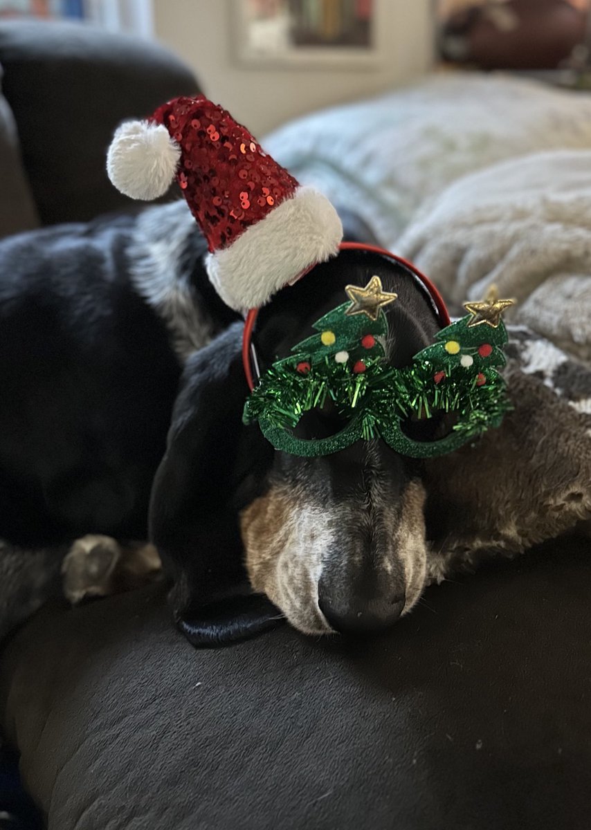 Bubba the 80 pound hound tweet media