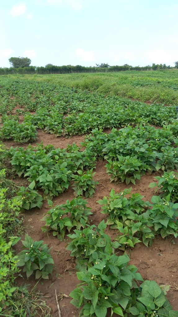 ImigongoFarms's tweet photo. Today at #ImigongoFarm ๐ฑ:
1๏ธโฃ Planted 2500 avocado seedlings ๐ฅ
2๏ธโฃ Prepped beds for vegetable plantingโfresh produce loading soon! ๐๐ง
๐ฝ๐๐ถ๏ธ
3๏ธโฃ Fields of blooming fresh beansโa beautiful sign of abundance ahead ๐ซ
#Rwanda #FarmingAfrica https://t.co/Zr4RLuNLBe