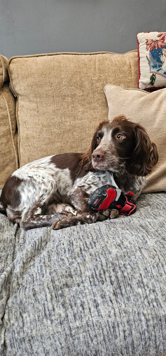 WMFS Fire Investigation Dog (@wmfsfiredog) on Twitter photo On the mend, bandage off Wednesday and healing well. Feeling more lively and even helped out with some research yesterday. <a href="/WestMidsFire/">West Midlands Fire Service</a> On the mend, bandage off Wednesday and healing well. Feeling more lively and even helped out with some research yesterday. <a href="/WestMidsFire/">West Midlands Fire Service</a>