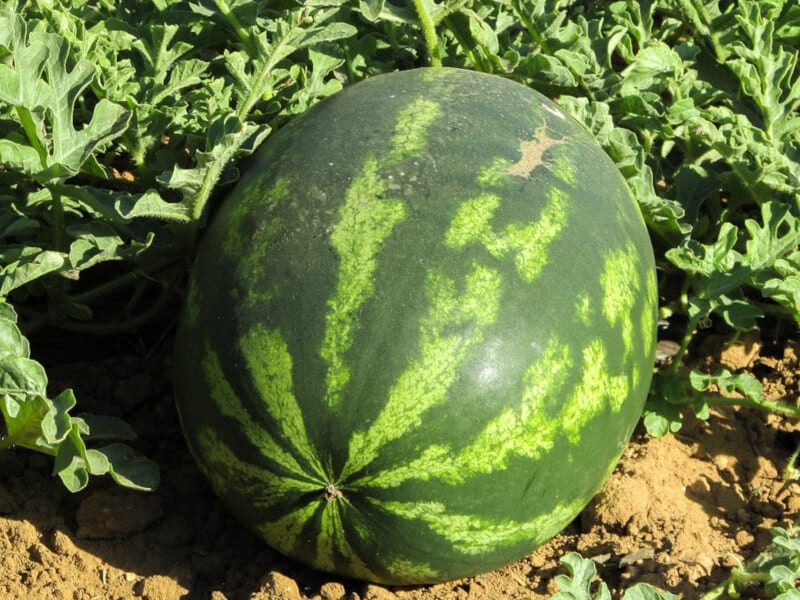Watermelon plants are vines that naturally grow across the ground, just like other melon plants.

Read the full article: Do Watermelons Grow On Trees
▸ lttr.ai/AZgpb

#yard #garden #DIY