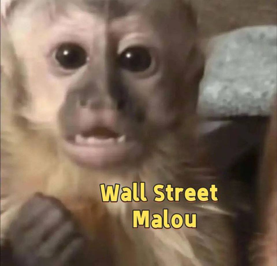🐵 They say *monkey see, monkey do*—but $MALOU is the trendsetter 🙉

🔥 The strongest meme cult on BSC

🔥 Chillguy rising from the East

The monkeys have spoken. Will you join the jungle crew <a href="/hey_malou/">MALOU🙉</a>? 🌴