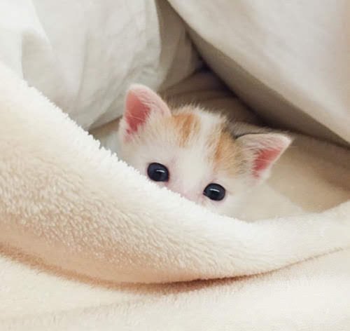 hananecco's tweet photo. おはようございます
今日も少しでも多くの
にゃんこやわんこが
幸せになれますように…
迷子の子が1日も早く
家族の元に帰れますように…
お外の子が悪天候を
しのげますように…
具合の悪い子が早く良くなり
穏やかに過ごせますように…
虹の橋にいる子が
楽しく過ごしていますように… https://t.co/HVck6edQQw