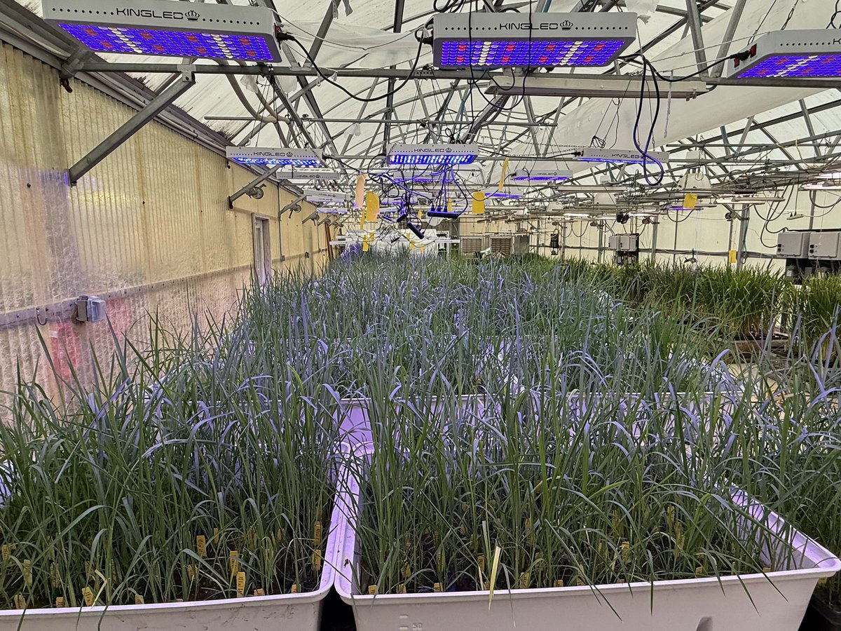Gurjeet_AgSci's tweet photo. #ResearchUpdate2024 πΊπΈ
#Greenhouse #Rice πΎ crossing nursery and other stuff growing well at Beaumont Research Station @TAMUAgriLifeBEL @txresearch @AgriLife @TAMU
Stay tuned for more updates!
#RiceBreeding
#TexasRiceBreeding
#Agriculture
#Agtwitter https://t.co/lT4iPmicNm