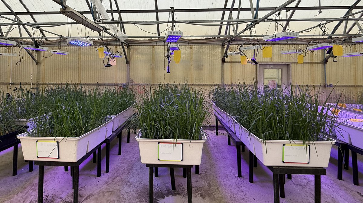 Gurjeet_AgSci's tweet photo. #ResearchUpdate2024 πΊπΈ
#Greenhouse #Rice πΎ crossing nursery and other stuff growing well at Beaumont Research Station @TAMUAgriLifeBEL @txresearch @AgriLife @TAMU
Stay tuned for more updates!
#RiceBreeding
#TexasRiceBreeding
#Agriculture
#Agtwitter https://t.co/lT4iPmicNm