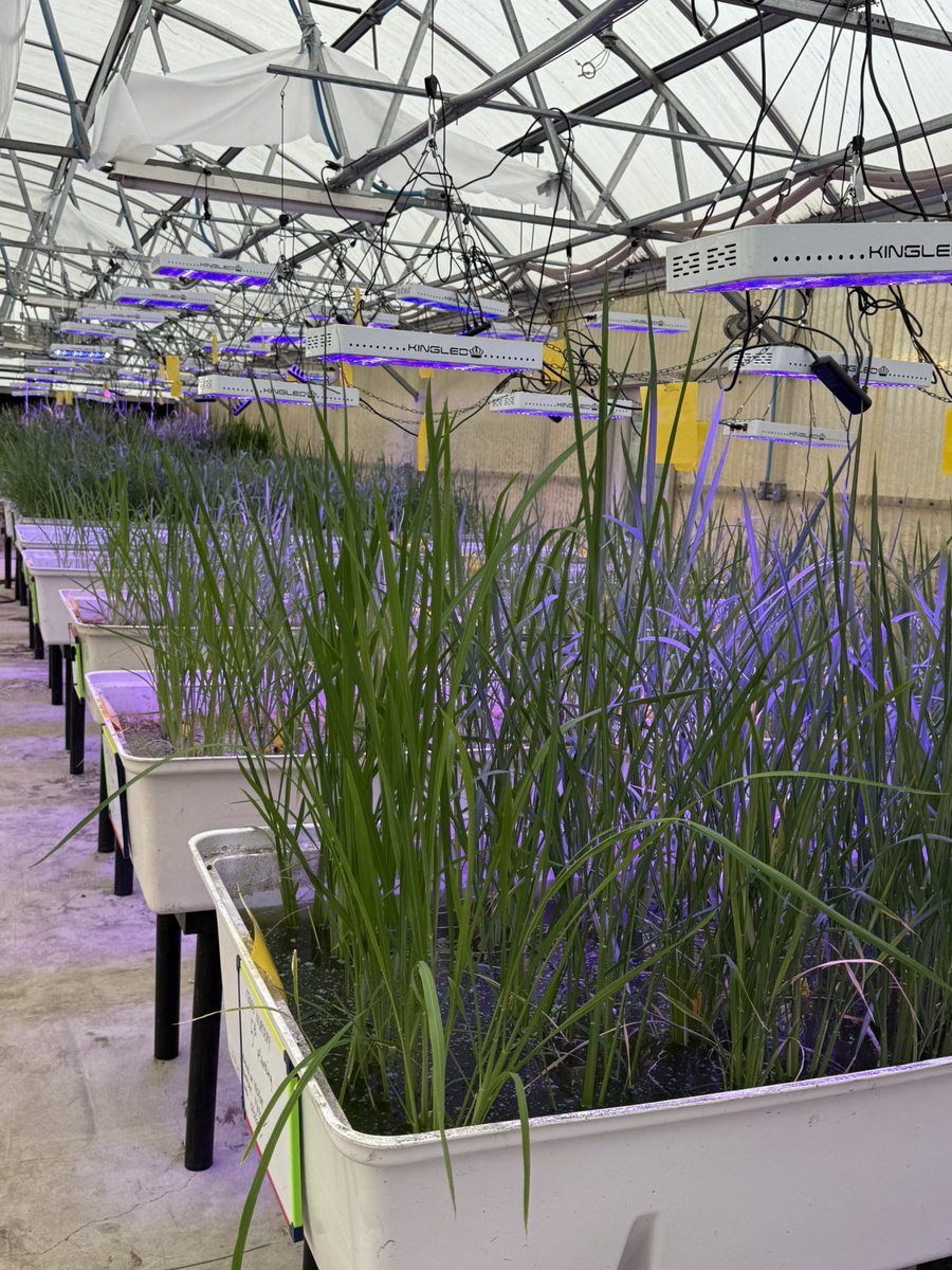 Gurjeet_AgSci's tweet photo. #ResearchUpdate2024 πΊπΈ
#Greenhouse #Rice πΎ crossing nursery and other stuff growing well at Beaumont Research Station @TAMUAgriLifeBEL @txresearch @AgriLife @TAMU
Stay tuned for more updates!
#RiceBreeding
#TexasRiceBreeding
#Agriculture
#Agtwitter https://t.co/lT4iPmicNm