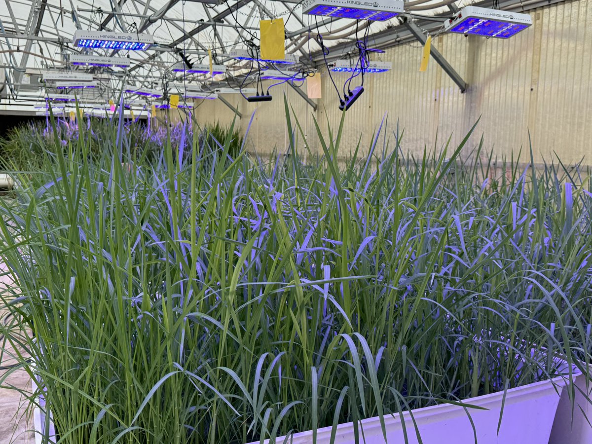 Gurjeet_AgSci's tweet photo. #ResearchUpdate2024 πΊπΈ
#Greenhouse #Rice πΎ crossing nursery and other stuff growing well at Beaumont Research Station @TAMUAgriLifeBEL @txresearch @AgriLife @TAMU
Stay tuned for more updates!
#RiceBreeding
#TexasRiceBreeding
#Agriculture
#Agtwitter https://t.co/lT4iPmicNm