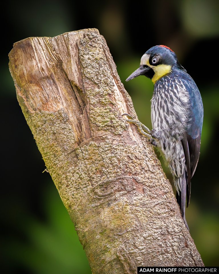 adamrainoff's tweet photo. Acorn Woodpecker (Melanerpes formicivorus), captured at La Minga Ecolodge near Cali, Colombia. Its vibrant red crown and striking black-and-white plumage stand out against the Andean forest.

©2021 Adam Rainoff Photographer

#bird #photography #Colombian #nature https://t.co/Rg4J9ys1hr