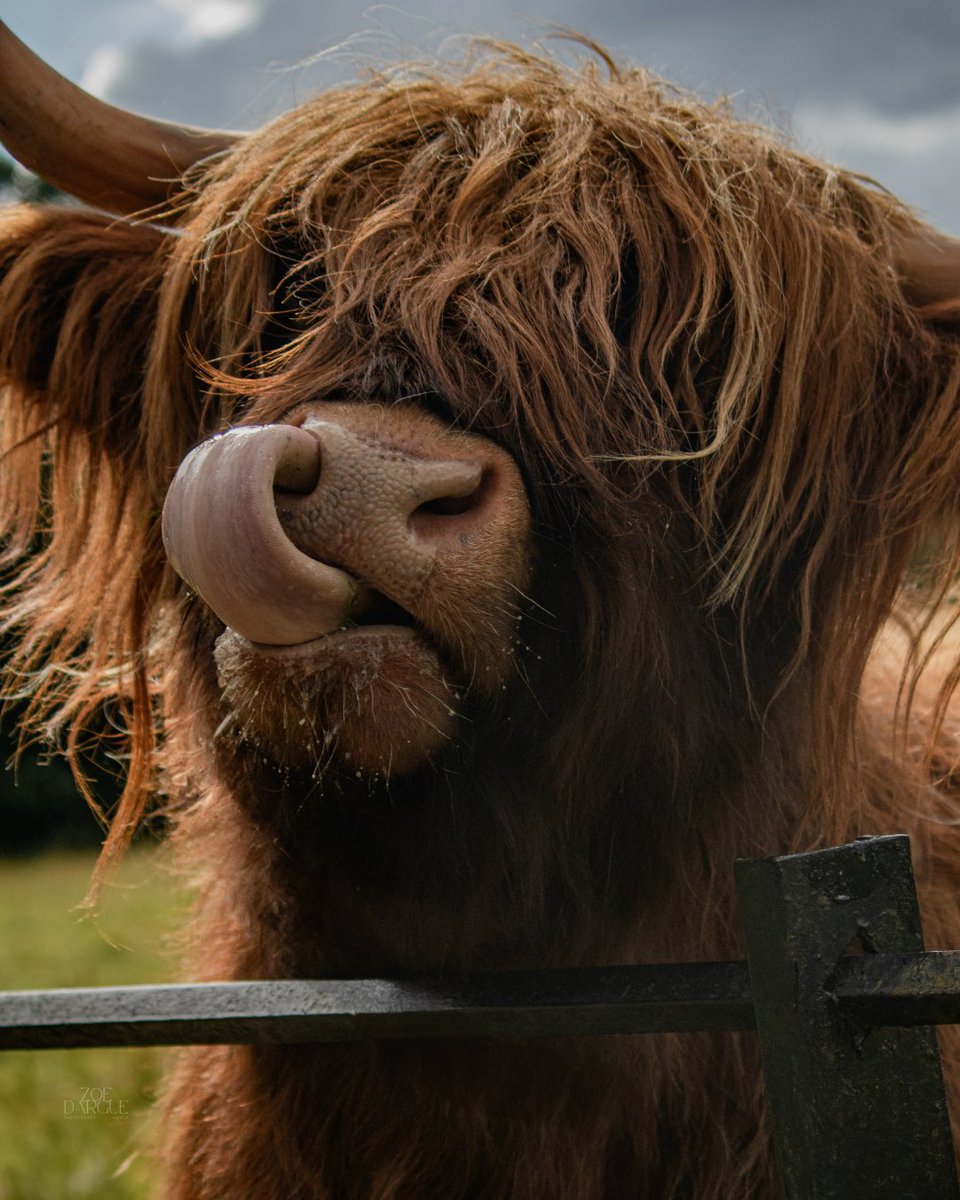 zoedargue's tweet photo. Love a Highland Coo!

photography by @zoedargue https://t.co/qYgj0QtwNv