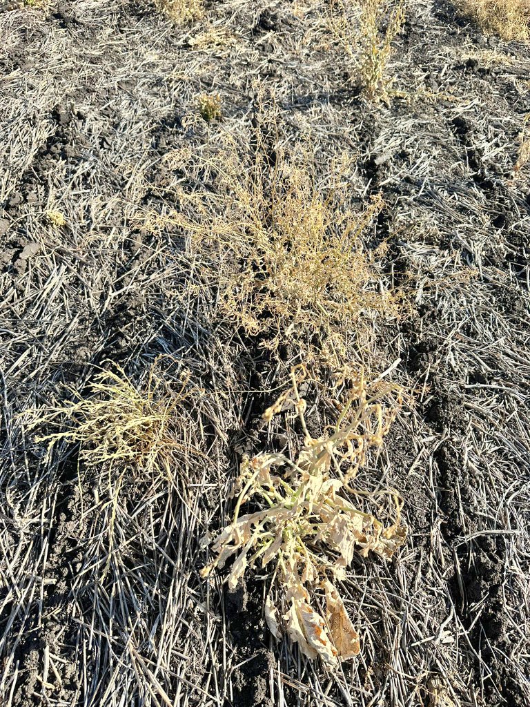 Francisco Constantín tweet media