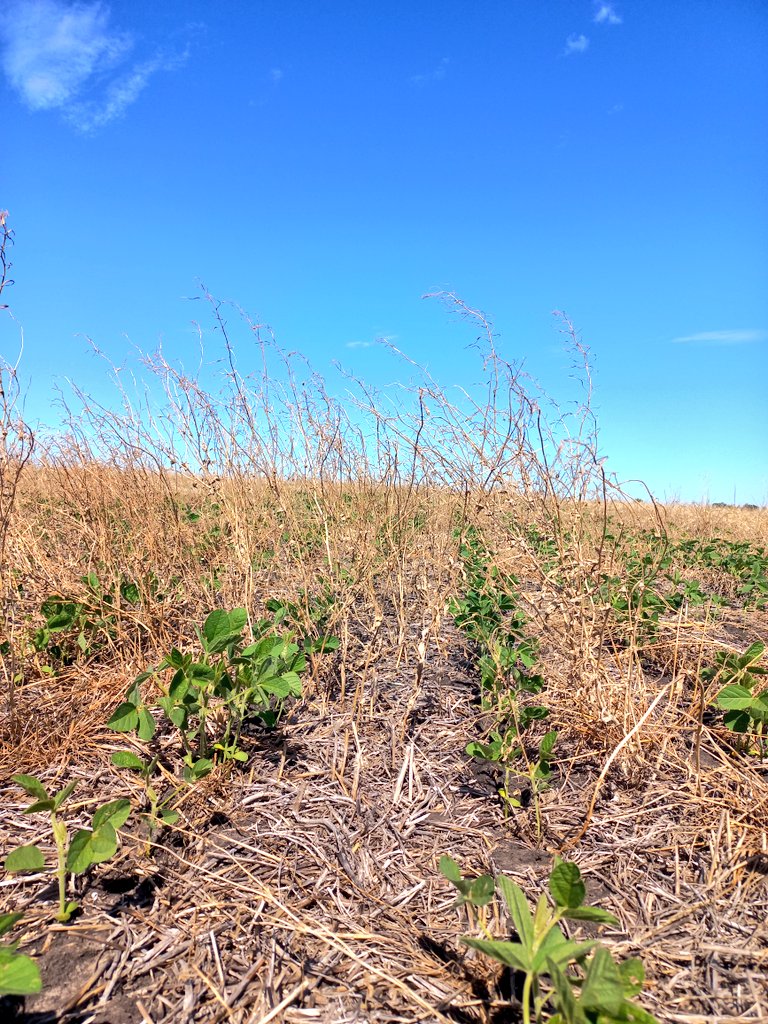 Francisco Constantín tweet media