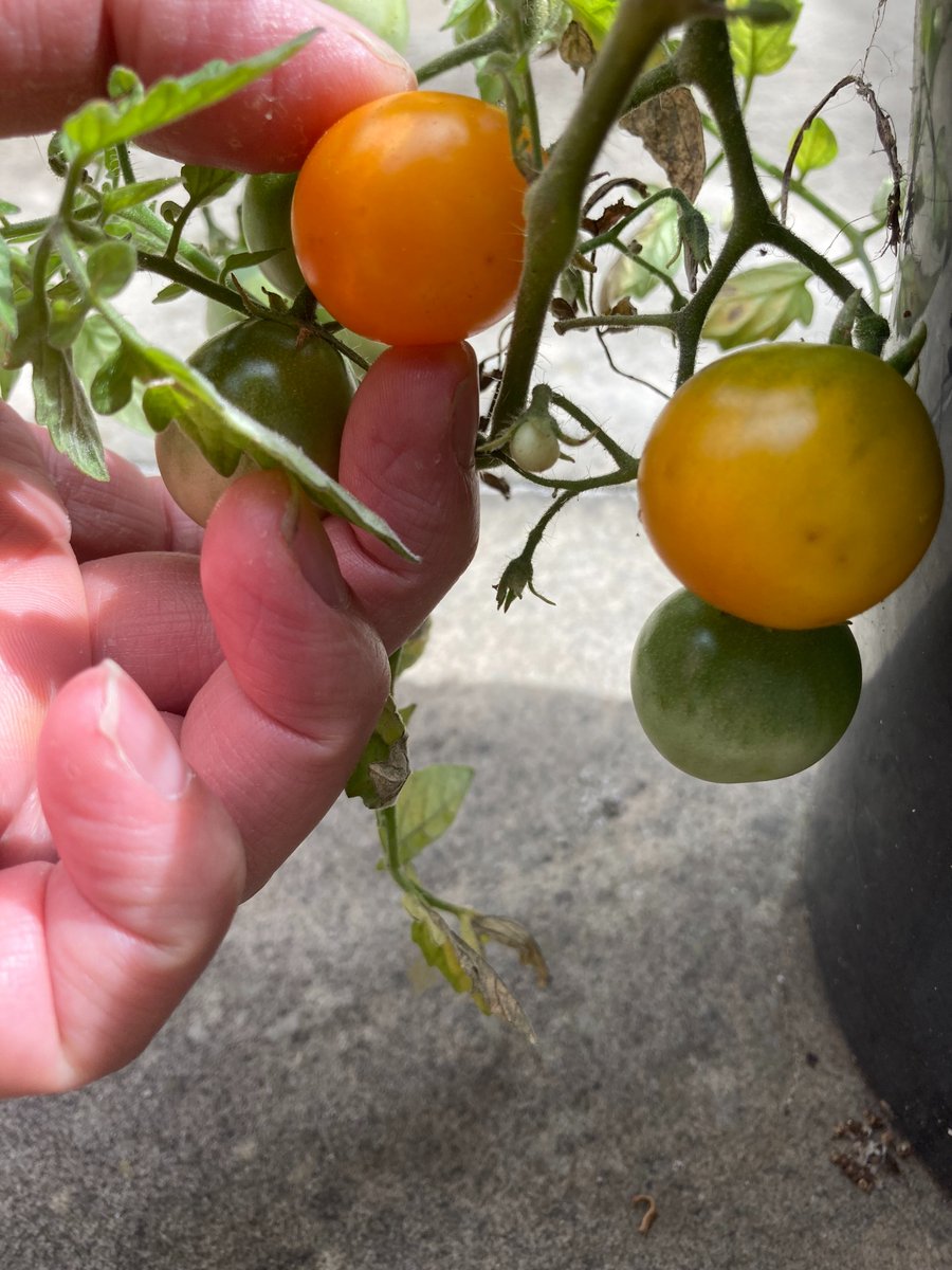 Dr Yotti Kingsley @yottikingsley.bsky.social (@yottikingsley) on Twitter photo First 🍅of the season... Thanks for the seedling <a href="/JLMackelprang/">Dr Jessica Mackelprang @jlmackelprang.bsky.social</a> - my daughter loved it 😋 First 🍅of the season... Thanks for the seedling <a href="/JLMackelprang/">Dr Jessica Mackelprang @jlmackelprang.bsky.social</a> - my daughter loved it 😋