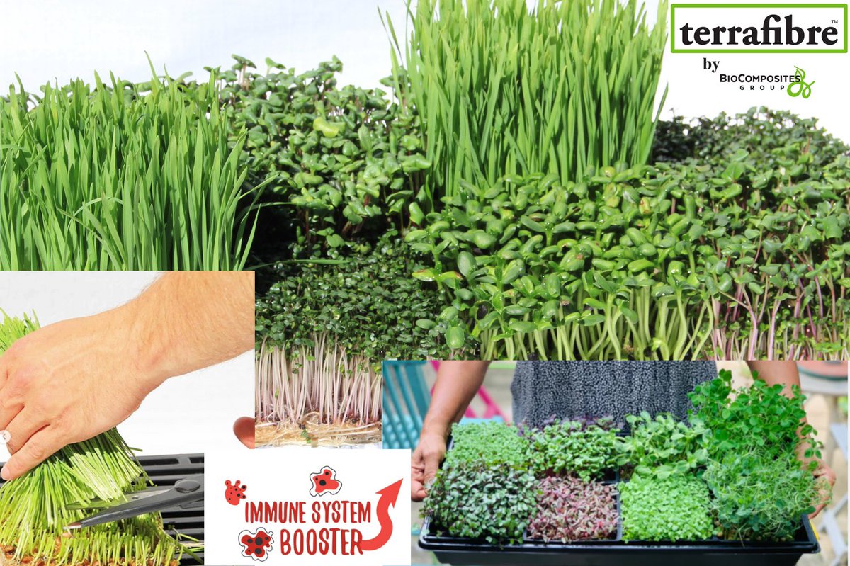 Have you heard of The Blue Zone? Blue zones are regions where people have a longer life expectancy than the rest of the world. And one of their secrets is LOTS of greens and microgreens!  Exceptional powerhouse immune system builders.  
terrafibre.ca/shop