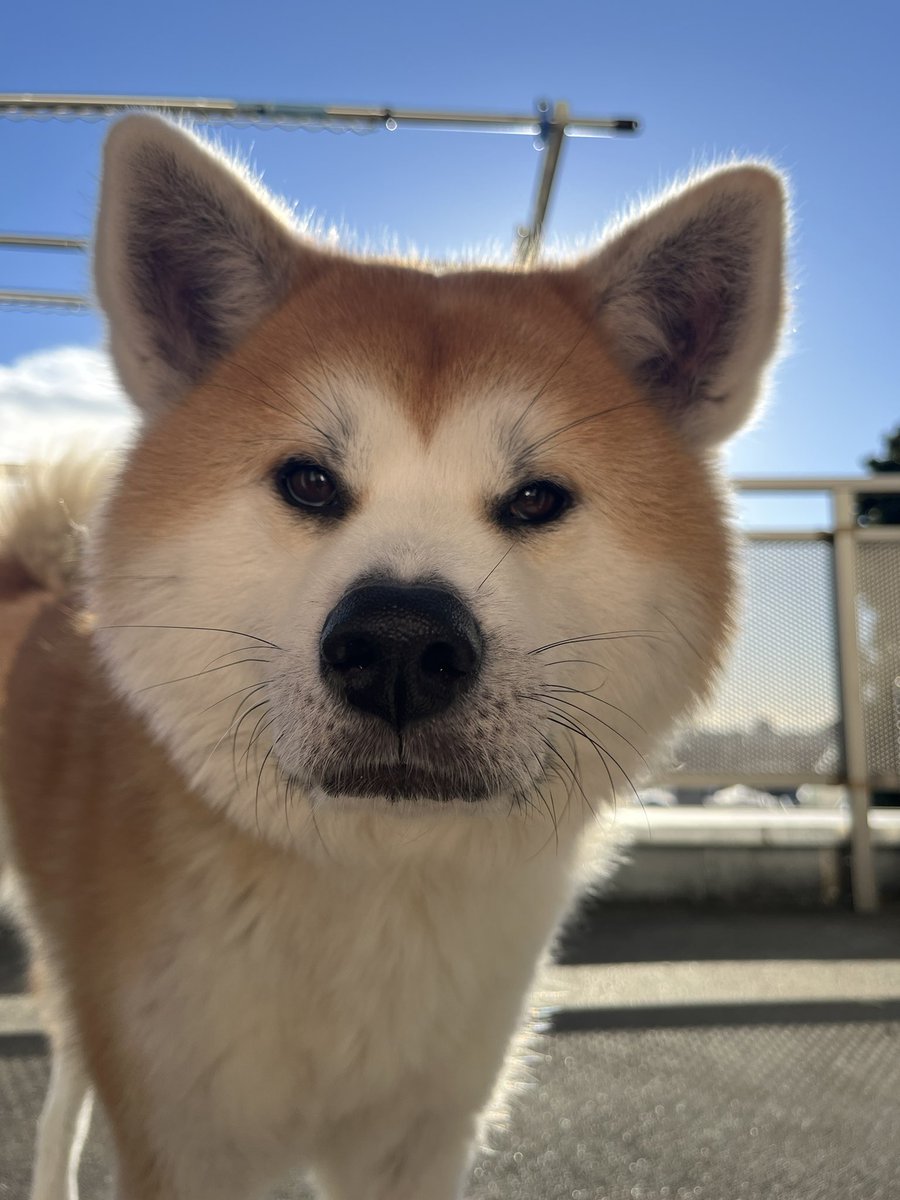 kinako_duffy's tweet photo. おはようございモフ♬
本日快晴✨日向ぼっこ日和でモフ♬

#秋田犬 #秋田犬がいる暮らし
 #散歩待ち https://t.co/cbtdJbWlP0