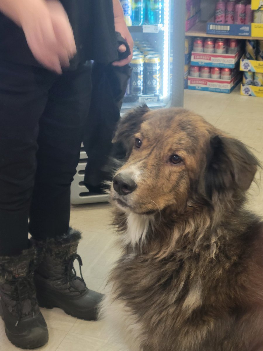 MimiProbably's tweet image. This Friday the 13th started with a flat tire and ended with love from Luna, the beautiful girl who works two shifts a week at my preferred liquor store. 

(Tomorrow starts with an 8:30 appointment at West Edmonton Volkswagen.)

#Uggh