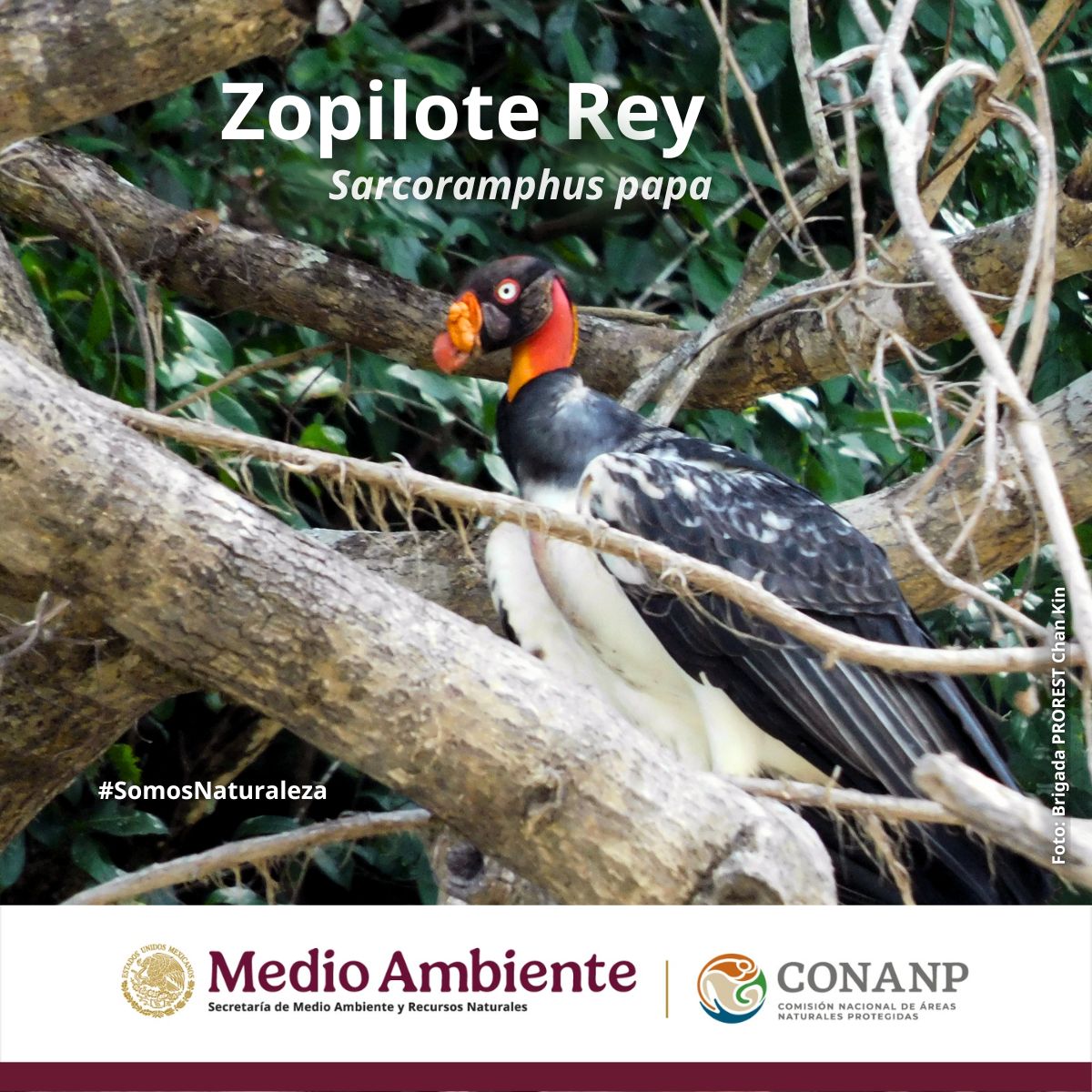 CONANP_mx's tweet photo. Este #ZopiloteRey fue captado en #ChanKin, Chiapas, estas aves son muy importantes para mantener sanos los ecosistemas y evitar la propagación de enfermedades. 🪶🌳🏞️
Descubre más especies de 🇲🇽 en nuestro #VisorDeFauna ➡️ https://t.co/V3UDikop8x 📸
#SomosNaturaleza 🌱🤍 https://t.co/Fi8F5I00ay