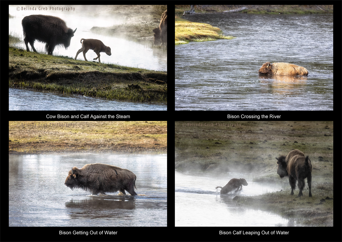 "Cows run away from the storm while the buffalo charges toward it - and gets through it quicker. " Wilma Mankiller 
Photography by Belinda Greb Links to prints here:
fineartamerica.com/featured/bison… fineartamerica.com/featured/bison… fineartamerica.com/featured/bison… fineartamerica.com/featured/cow-b…