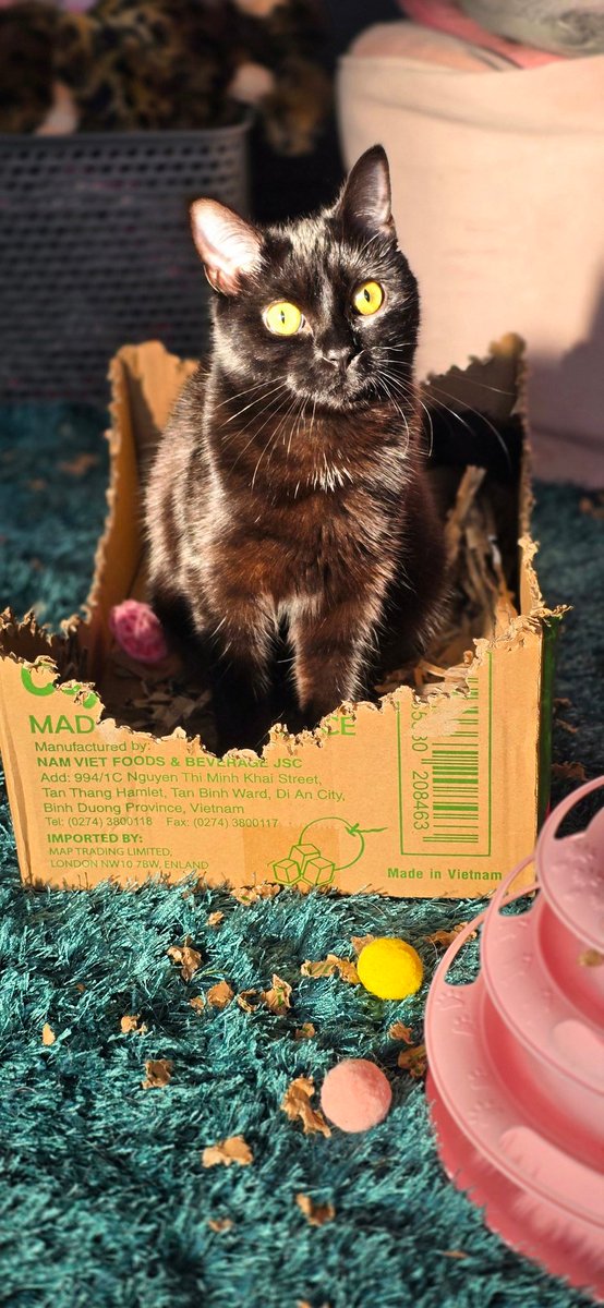justme_tracey's tweet photo. #BeautifulMaya #SittingInTheSun
#JustMaya 
Hello everyone https://t.co/y7ewMmJW1q