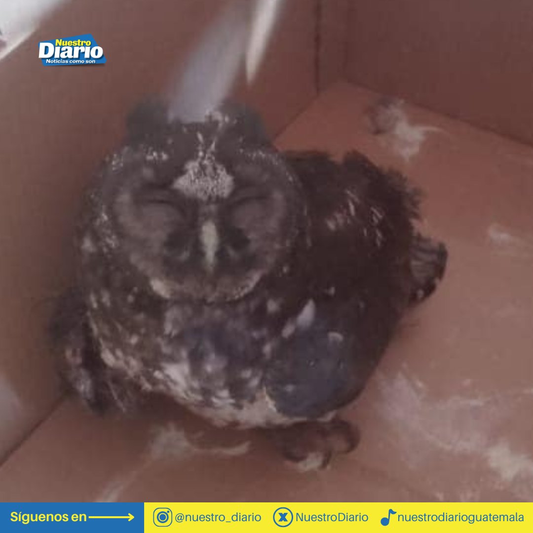 NuestroDiario's tweet photo. #ComunidadND | Un #tecolote fue rescatado por bomberos tras quedar enredado entre hilos y resultar #herido en la colonia Los Cipreses, #zona21; se le brindó alimento y agua previo a su liberación.
Noticias como son, #NuestroDiario. 🗞️📱
📷: CVB. https://t.co/gqKJKlliSW
