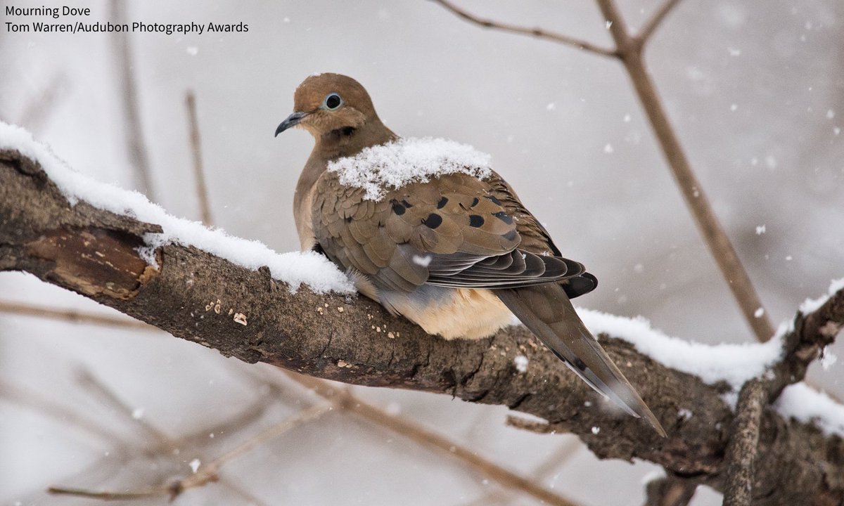 The 125th Christmas Bird Count kicks off this weekend and tens of thousands of people will go outside and count birds with their family and friends. <a href="/DannyNewTV/">Danny New</a> and <a href="/ABC/">ABC News</a> joined <a href="/NYCBirdAlliance/">NYC Bird Alliance</a> to see what they could find in Central Park: bit.ly/49zlgVM #AudubonCBC