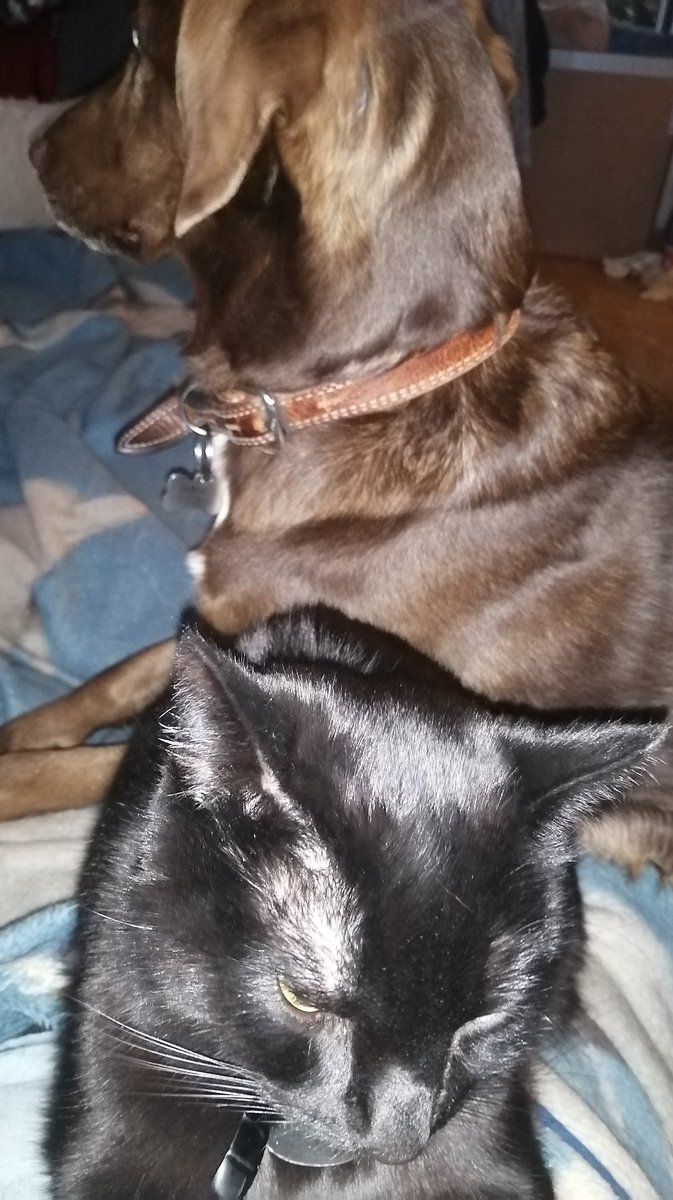 VictoriaArt09's tweet photo. A small quarrel
https://t.co/FUj6zMETxe
https://t.co/Gexzpp3Mlo
https://t.co/yue6E1OT98
#VictoriaDay #WalkwithJessie #cutecatTim #CatsEyes #CatsLover #CatsofTwittter #BlackCat #Dog #dogstwitter https://t.co/ZNmcGxPZH2