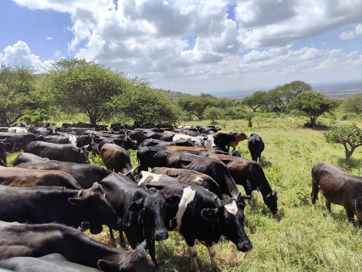HubPSurCimmyt's tweet image. Los sistemas mixtos como el agropecuario, son parte del #HubPSUR  y @ACCIMMYT en conjo con instituciones mexicanas conocimos la investigación y las alternativas para reducir el CO2 y metano qué se origina de la #ganadería en @ILRI durante esta semana en #Kenia. 
@Jelle_VanLoon