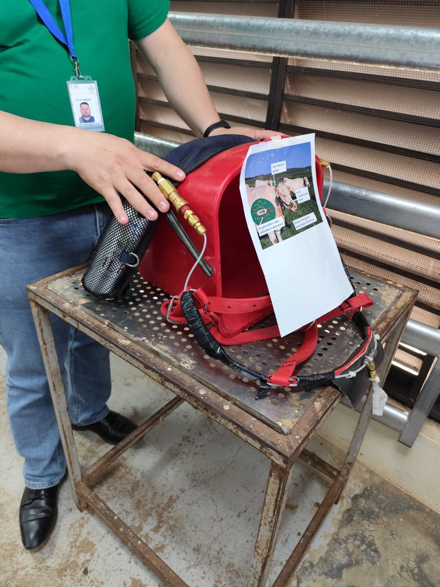 HubPSurCimmyt's tweet image. Los sistemas mixtos como el agropecuario, son parte del #HubPSUR  y @ACCIMMYT en conjo con instituciones mexicanas conocimos la investigación y las alternativas para reducir el CO2 y metano qué se origina de la #ganadería en @ILRI durante esta semana en #Kenia. 
@Jelle_VanLoon