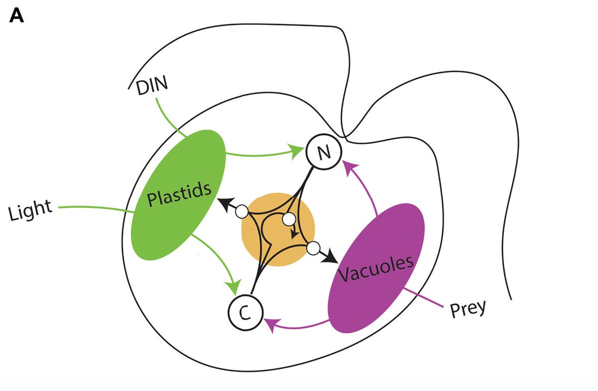 Holly Moeller, @mixotrophe at other places too (@mixotrophe) on Twitter photo We have a new paper out today in <a href="/ScienceAdvances/">Science Advances</a> from a #COVIDcollab with postdocs Kevin Archibald, <a href="/su_leles/">Suzana Gonçalves Leles</a>, and Ferdi Pfab. Our #MOCHA☕💻🦠 team developed a new model to describe how #mixotrophs optimize metabolism. science.org/doi/10.1126/sc…
#NSFfunded (1/6) We have a new paper out today in <a href="/ScienceAdvances/">Science Advances</a> from a #COVIDcollab with postdocs Kevin Archibald, <a href="/su_leles/">Suzana Gonçalves Leles</a>, and Ferdi Pfab. Our #MOCHA☕💻🦠 team developed a new model to describe how #mixotrophs optimize metabolism. science.org/doi/10.1126/sc…
#NSFfunded (1/6)