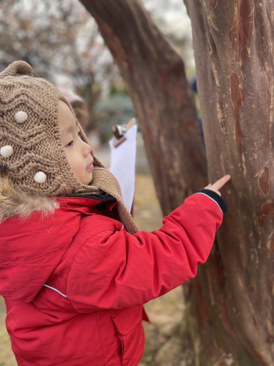 D25PreKCenters's tweet photo. Our 3K students are learning all about TREES! During our Trees Study, classes walked around the school to find different types of trees and learn more about the parts of trees. Our students are learning to be scientists! #d25prekcenters #treesstudy #3kforall #investigation #steam https://t.co/ctV3YCkBCm