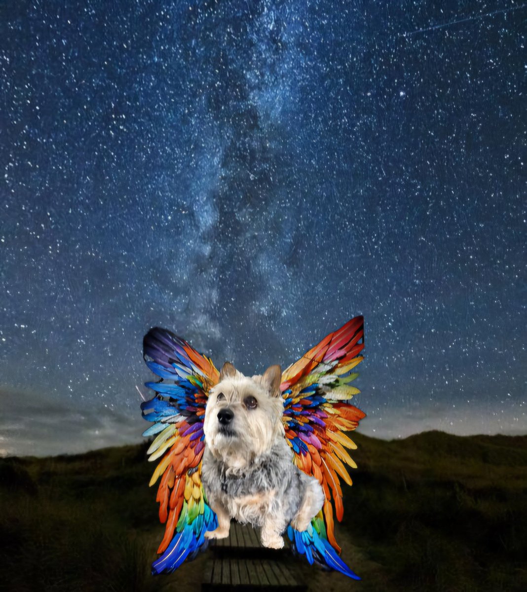JACK BovverBoy 🐾 tweet media