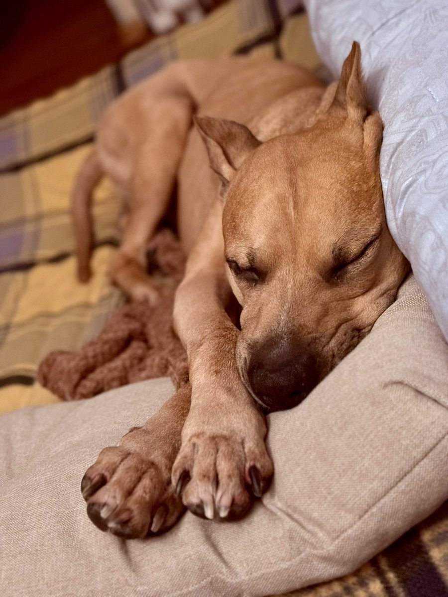 tarasoff's tweet photo. #pitbull https://t.co/iMxz3ZeqTw