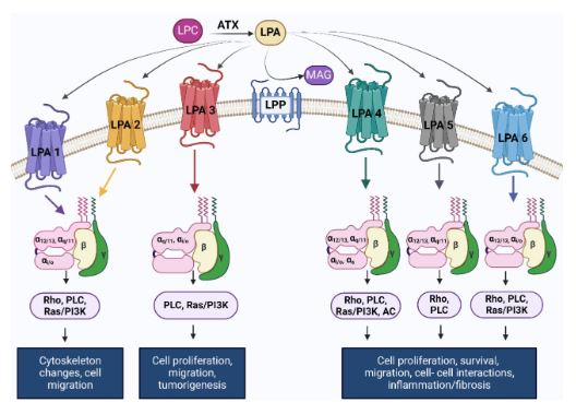 Canadian Journal of Physiology and Pharmacology (@physiolpharma) on Twitter photo Now in <a href="/PhysiolPharma/">Canadian Journal of Physiology and Pharmacology</a> 🩺❤️💊:
Lysophosphatidic acid metabolism and signaling in heart disease | Jose et al
ow.ly/cNSB50UqX3A
<a href="/PKienesberger/">Petra Kienesberger, PhD</a> <a href="/DalMedNB/">DalMedNB</a>
#OpenAccess #autotaxin #cardiomyopathy #HeartDisease Now in <a href="/PhysiolPharma/">Canadian Journal of Physiology and Pharmacology</a> 🩺❤️💊:
Lysophosphatidic acid metabolism and signaling in heart disease | Jose et al
ow.ly/cNSB50UqX3A
<a href="/PKienesberger/">Petra Kienesberger, PhD</a> <a href="/DalMedNB/">DalMedNB</a>
#OpenAccess #autotaxin #cardiomyopathy #HeartDisease