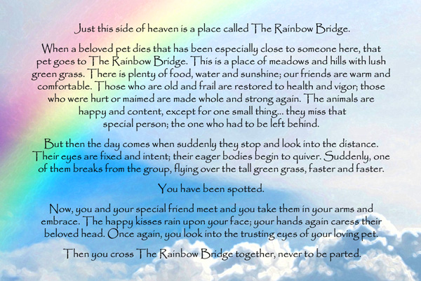 Lpowell588Lady's tweet photo. @NCDanielle74 please know you have loads of petloving friends here to help you with your grieving. the rainbow bridge helps
#ItsNotGoodbye
#UntilWeMeetAgain #otrb๐ #ForeverInOurHearts #LoveNeverDies
your little darling is up among the stars watching over you. #furryangel https://t.co/MCqVqD4dSm