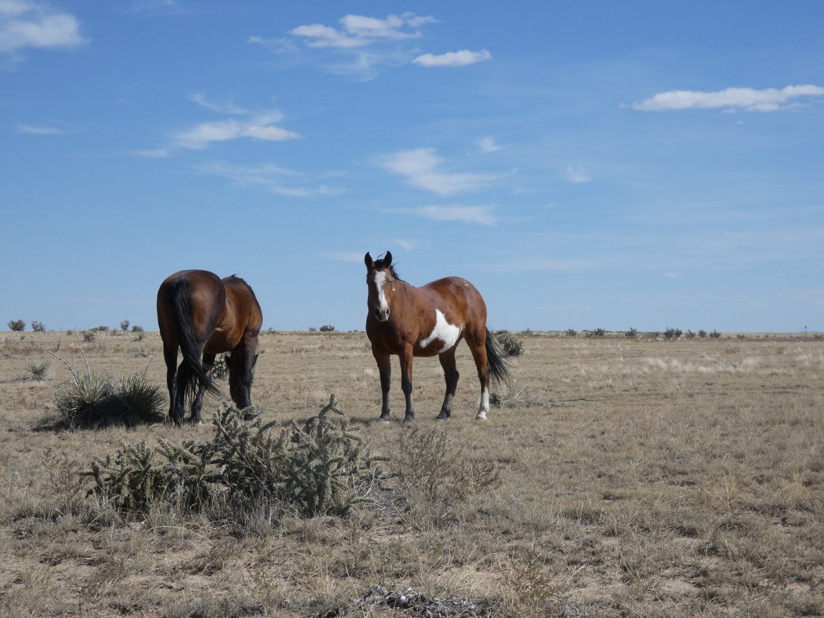 Engler Canyon Mustang Sanctuary tweet media