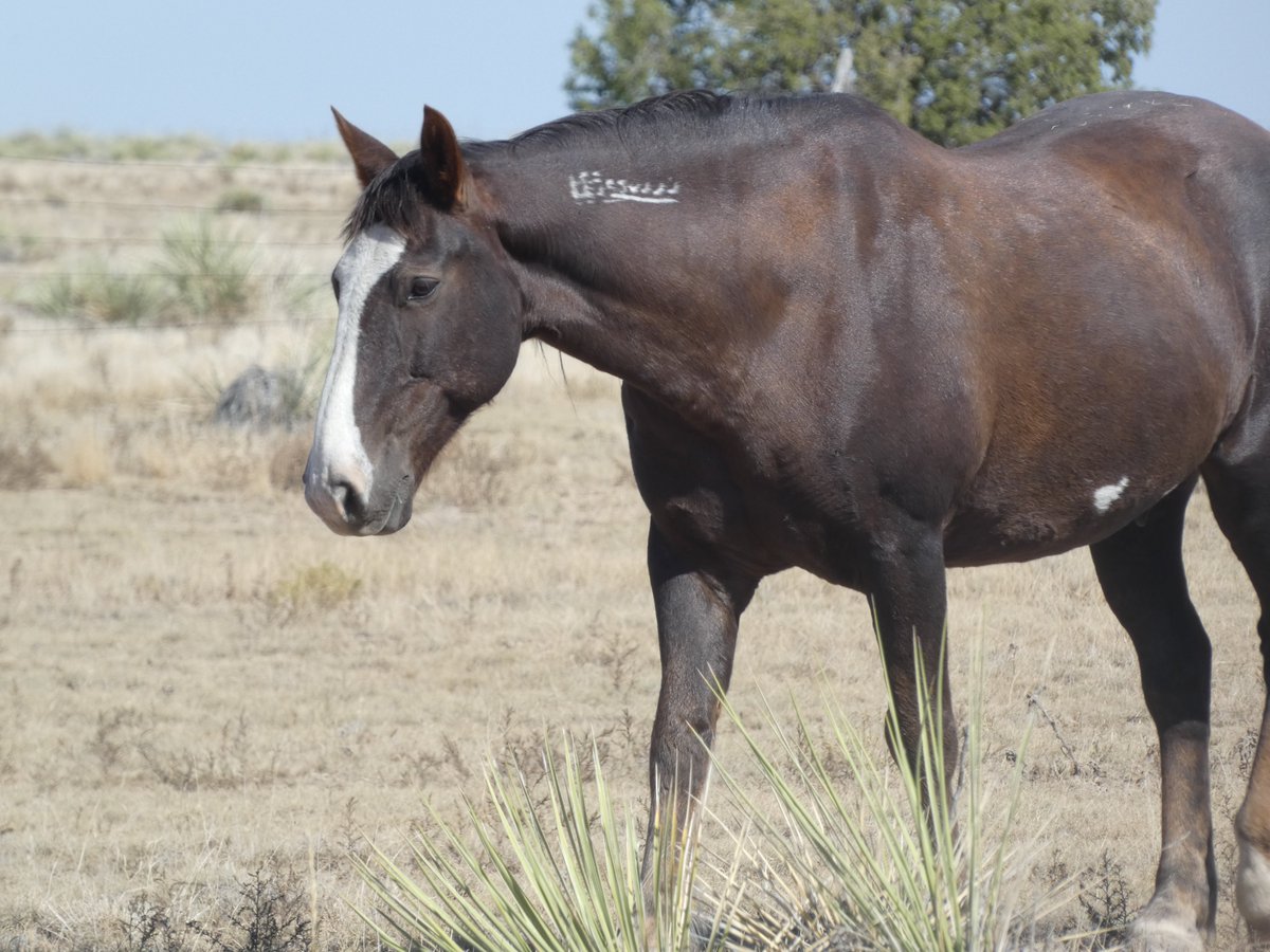 Engler Canyon Mustang Sanctuary tweet media
