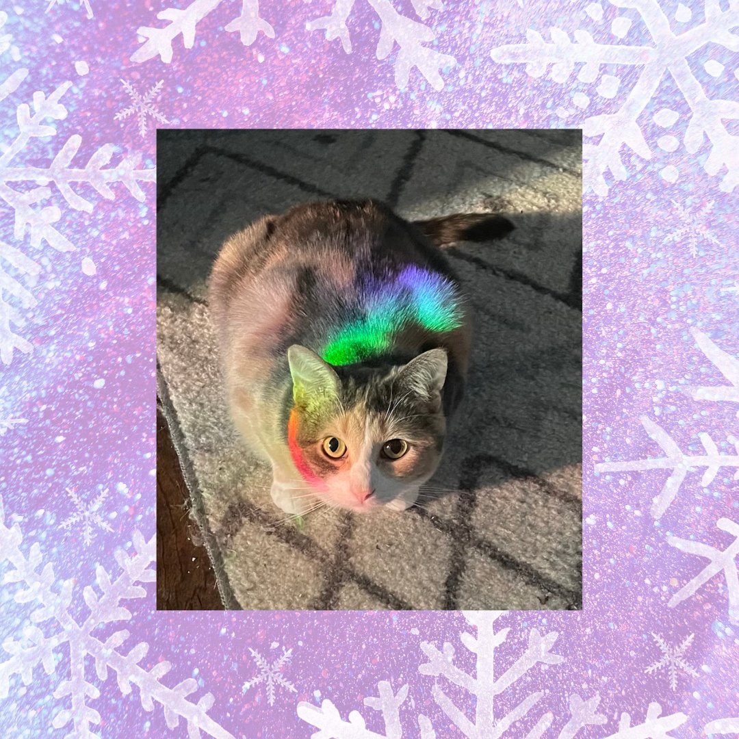 Just like Grace the cat, payroll can be elusive and unpredictable, but when managed well, it brings comfort and stability. Whether it's a purring feline or a smooth payday, both require attention and care to keep everything purring along!

#PetsOfAPlus