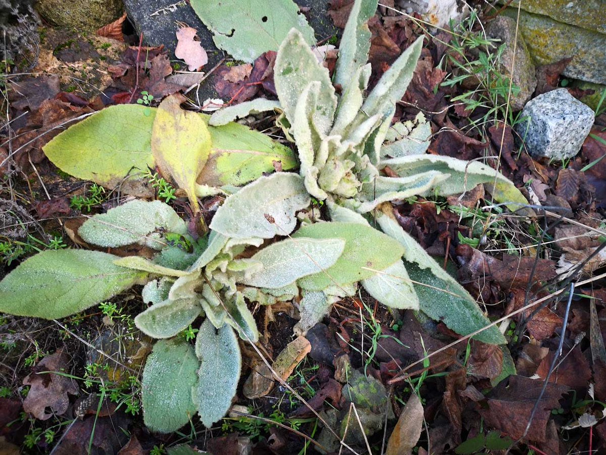 Das sind die Königskerzen 2025 - die suchen sich ihren Platz immer selbst aus: