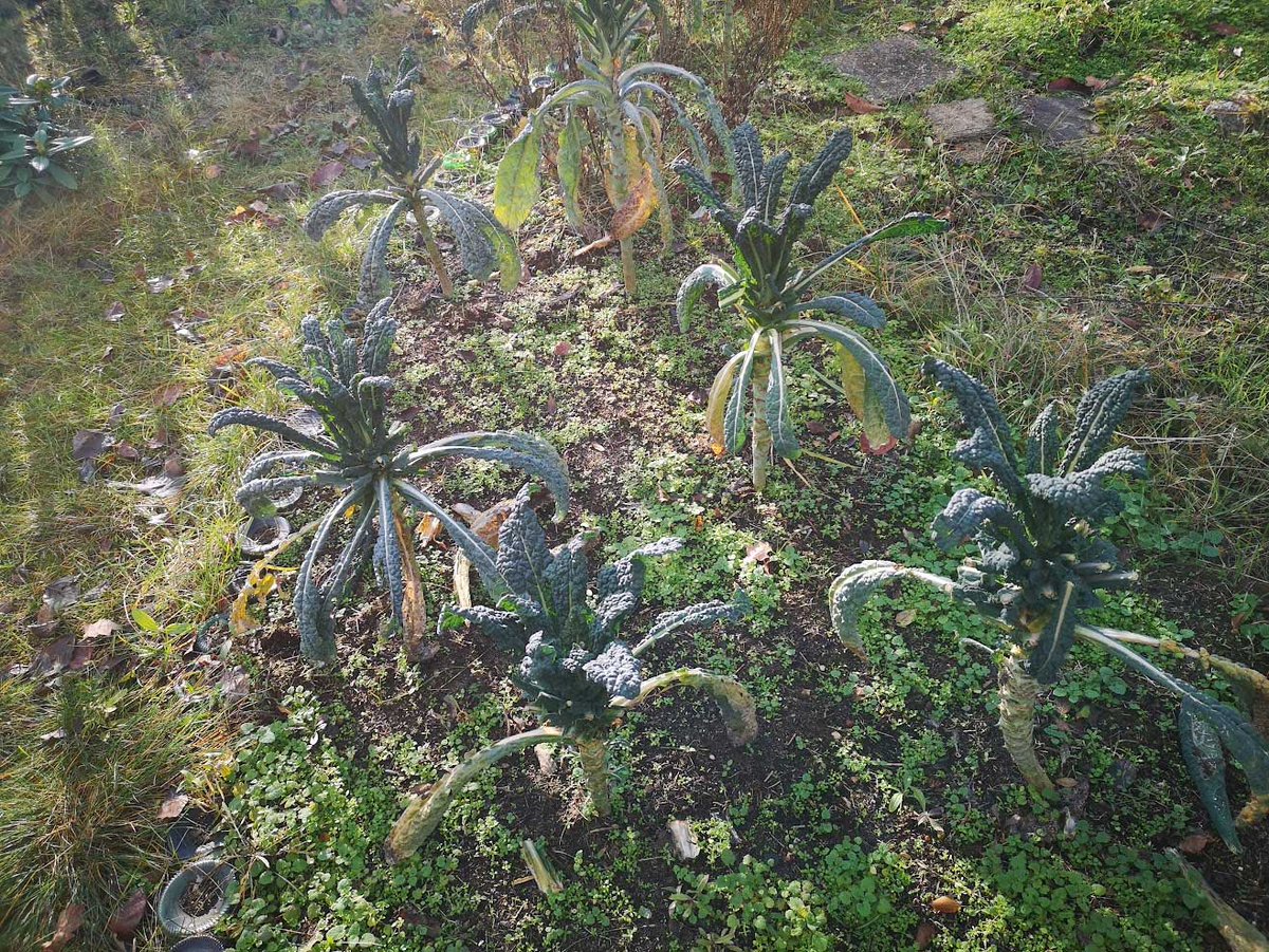 Palmkohl im Dezember (mehr vom heutigen Gartenbesuch hier das-wilde-gartenblog.de/2024/12/13/gar…)