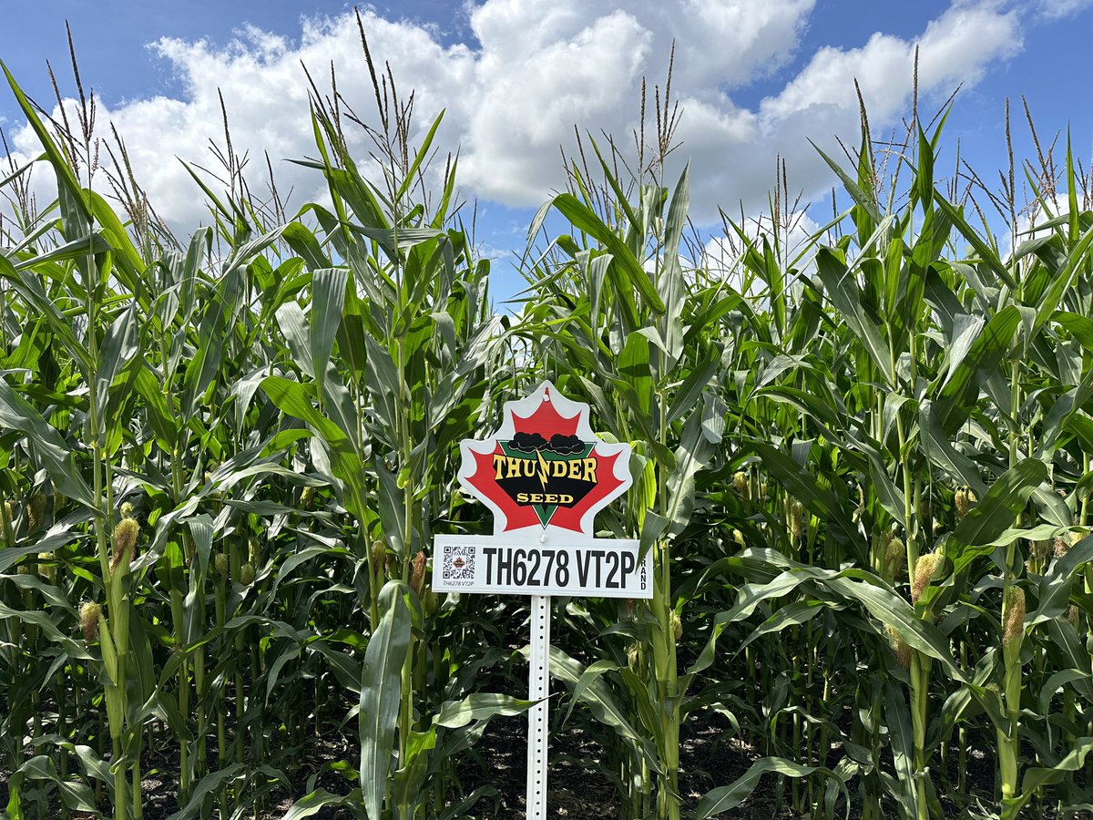 David Chappellaz tweet media