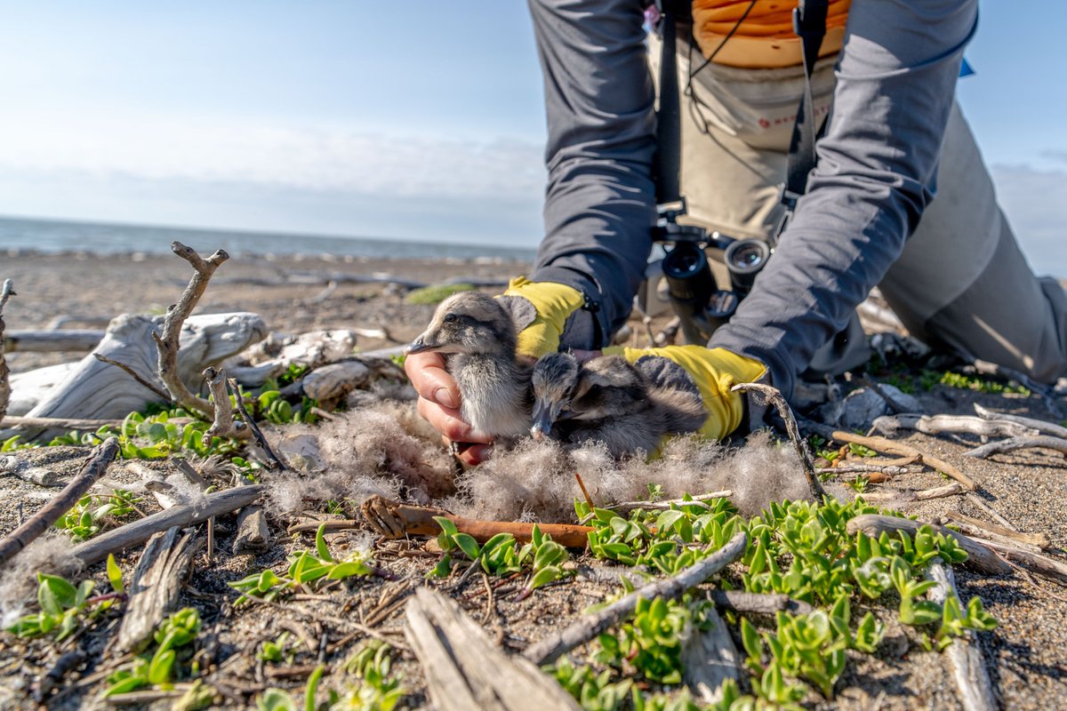 About 10 years ago, <a href="/ArcticWCS/">Arctic Beringia</a> convened a group of Alaskan avian research experts from agencies and academia to identify the most vulnerable bird species to #climatechange on the Arctic coast. Common eiders were No. 1 and we have focused our work there on them.

Now, this photo