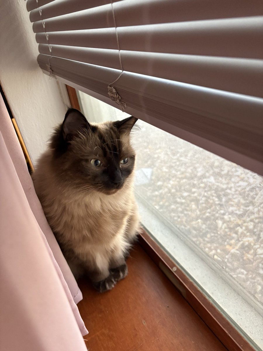 cocotheraggie's tweet photo. wendoe 😸 https://t.co/2Fk9zQSbIn