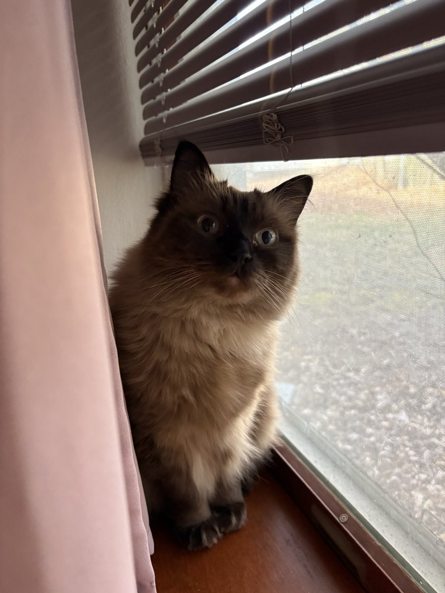 cocotheraggie's tweet photo. wendoe 😸 https://t.co/2Fk9zQSbIn