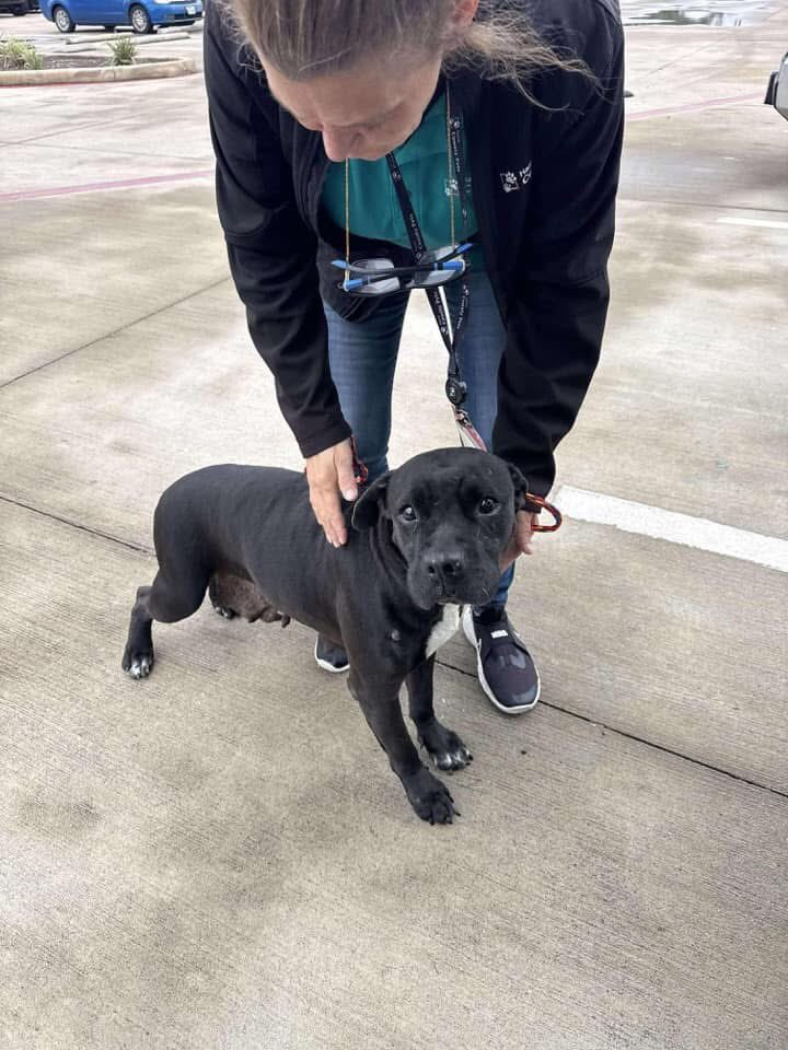 @PawsnTails4TX 🇺🇸🇺🇸🐾🐾 tweet media