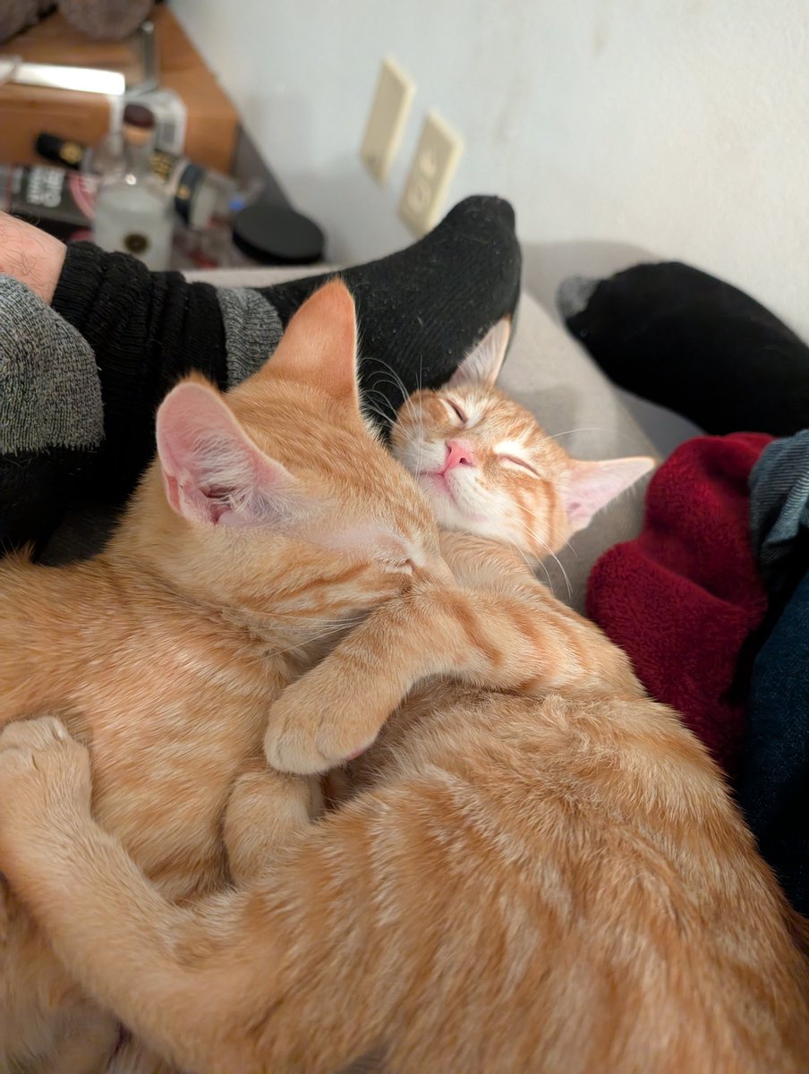 thetoastedboys's tweet photo. Hello world! We are the toasted boys, Butter and Honey! We're here to make this place a bit more purrfect! #cats #orangecats https://t.co/CCM8OlIU33